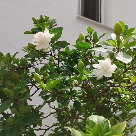 Ferienwohnung Η Ελπίδα Και Η Γιάννα Ξεκίνησαν Ένα Χώρο Cute Volos Exterior foto