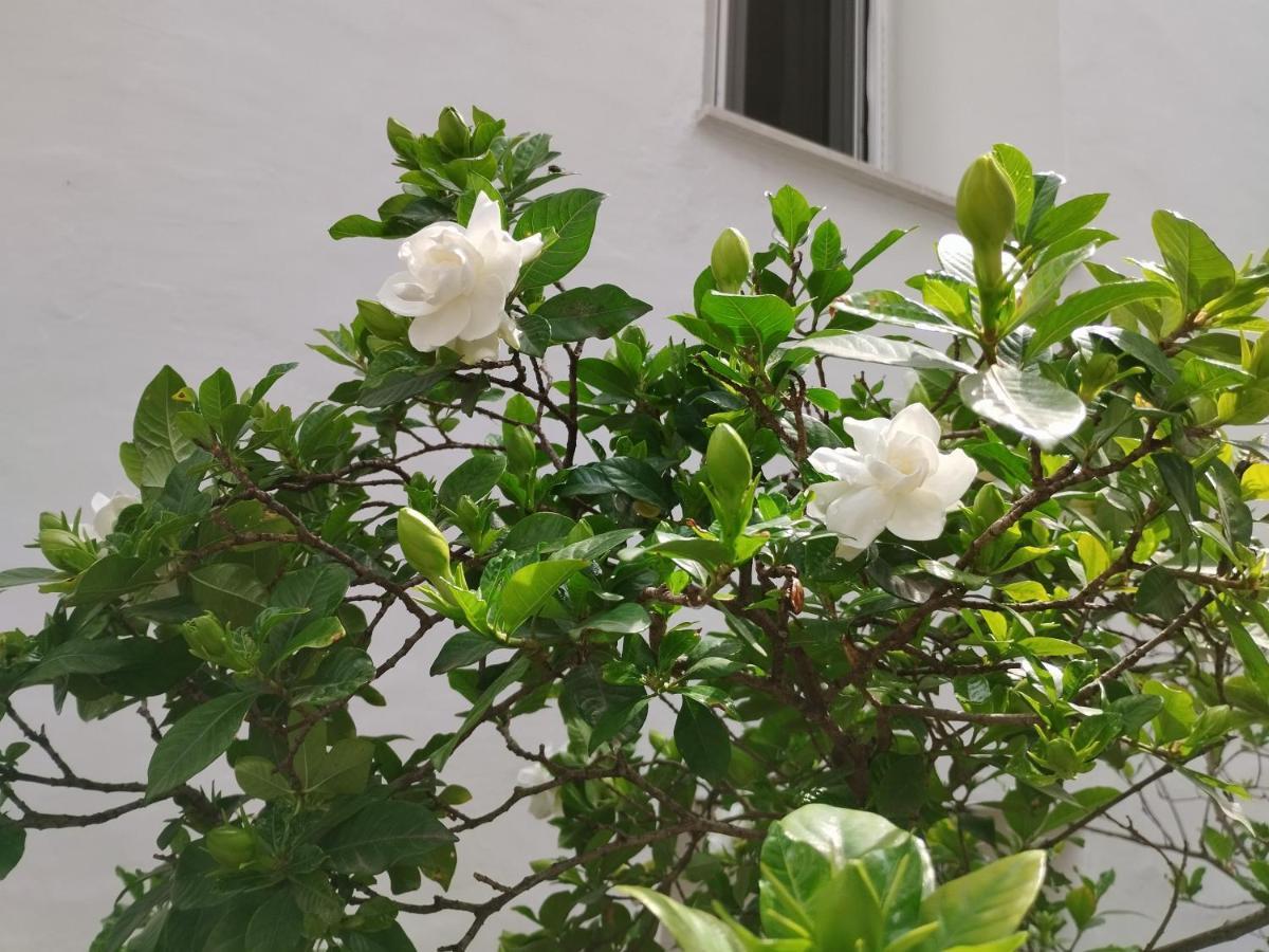 Ferienwohnung Η Ελπίδα Και Η Γιάννα Ξεκίνησαν Ένα Χώρο Cute Volos Exterior foto